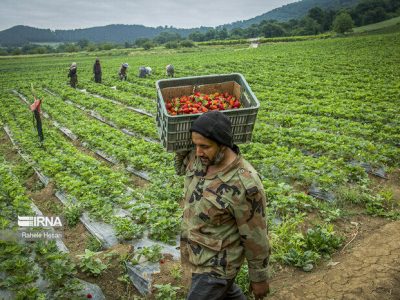 ۲۸۰ شغل کشاورزی، روستایی و عشایری تحت پوشش بیمه است