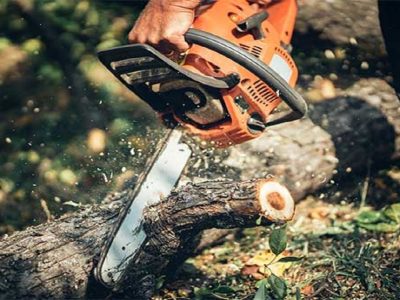 صرفهجویی ۴ میلیارد دلاری با اجرای طرح زراعت چوب