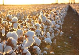 تولید پنبه ۲ برابر افزایش یافت