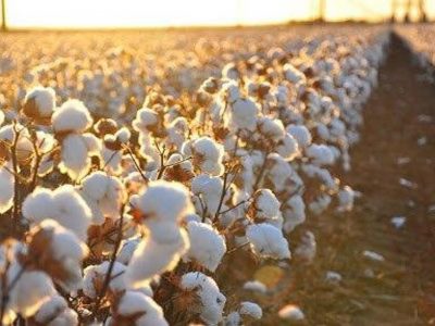 تولید پنبه ۲ برابر افزایش یافت
