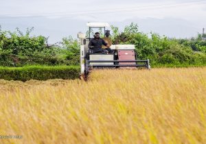 حداقل سود از نرخ جدید گندم به کشاورزان می رسد