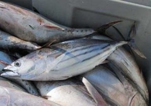 ۹۲ درصد تن ماهیان کنسرو می‌شوند