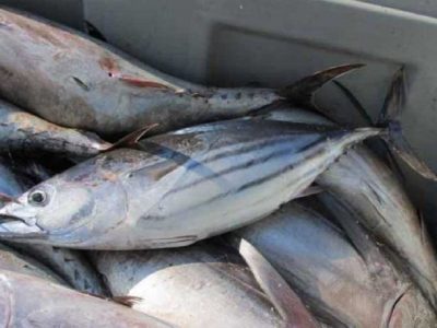 ۹۲ درصد تن ماهیان کنسرو می‌شوند