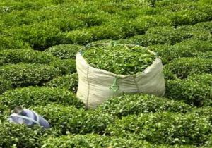 ثبت سفارش چای سیستمی میشود