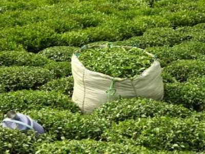 ثبت سفارش چای سیستمی میشود