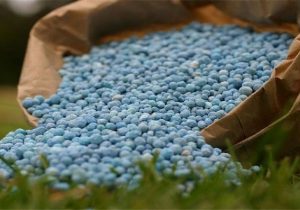 توزیع به موقع کود منجر به افزایش ۳۰ درصدی تولید گندم شد