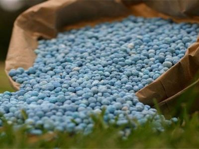 توزیع به موقع کود منجر به افزایش ۳۰ درصدی تولید گندم شد