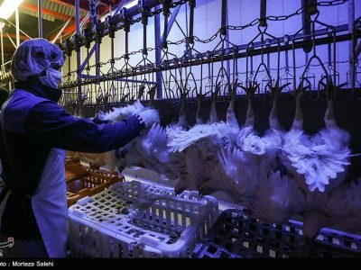 کشتار مرغ ۴ درصد افزایش یافت