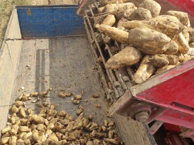 سطح زیرکشت چغندر پاییزه افزایش یافت