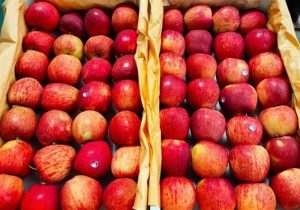 ضوابط جدید صادرات سیب اعلام شد