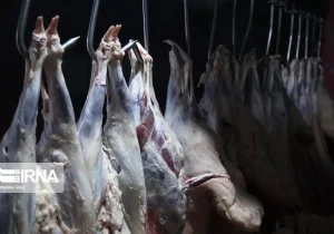 سهم ۵۴ درصدی گوشت گاو و گوساله از عرضه گوشت قرمز