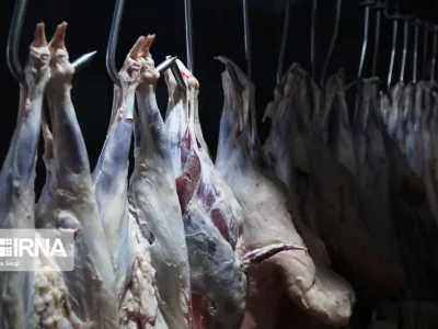 سهم ۵۴ درصدی گوشت گاو و گوساله از عرضه گوشت قرمز