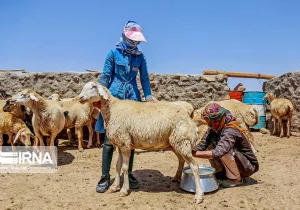 اختصاص خدمات یارانه‌دار به طرح‌های دامداری مددجویان کمیته امداد