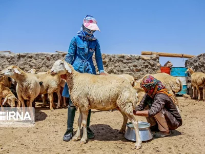 اختصاص خدمات یارانه‌دار به طرح‌های دامداری مددجویان کمیته امداد