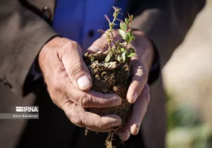 زیرساختهای مورد نیاز تولید نهال کشور توسعه می یابد