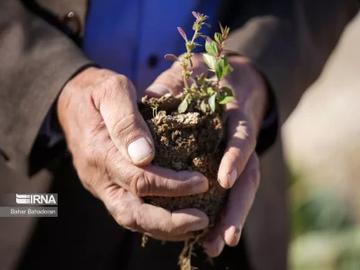 زیرساختهای مورد نیاز تولید نهال کشور توسعه می یابد