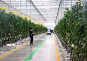 تولید سالانه ۴ میلیون تن محصول گلخانه‌ای/ گلخانه‌های مدرن ایران با اروپا برابری دارد