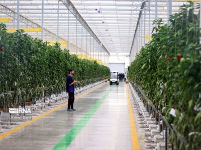 تولید سالانه ۴ میلیون تن محصول گلخانه‌ای/ گلخانه‌های مدرن ایران با اروپا برابری دارد
