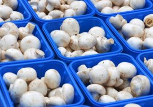 توزیع روزانه قارچ به ۸۵۰ هزارتن رسید