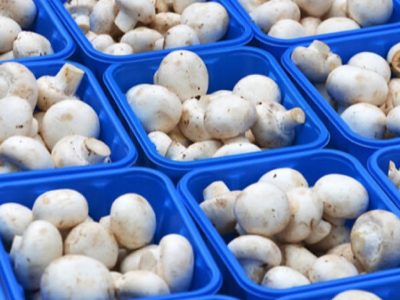 توزیع روزانه قارچ به ۸۵۰ هزارتن رسید