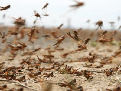 سطح مبارزه علیه ملخهای بومی به ۲۰۰ هزار هکتار میرسد