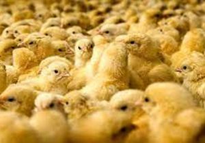 جوجه‌ریزی به ۱۵۰ میلیون قطعه رسید