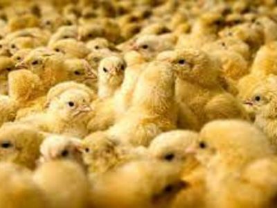 جوجه‌ریزی به ۱۵۰ میلیون قطعه رسید