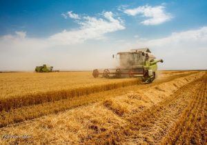 کشت قراردادی گندم به بیش از ۲ میلیون تن رسید