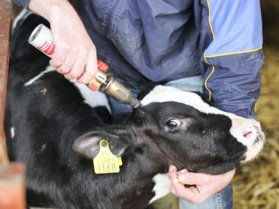 بهبود رفاه گوساله متعاقب شاخ‌زدایی