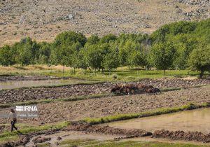 همراهی مردم برای حفظ اراضی کشاورزی با اقدامات ترویجی امکان‌پذیر است