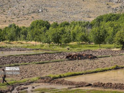 همراهی مردم برای حفظ اراضی کشاورزی با اقدامات ترویجی امکان‌پذیر است