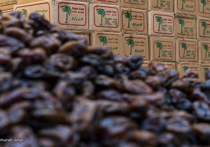 عرضه مستقیم خرما با نرخ مناسب در ماه رمضان
