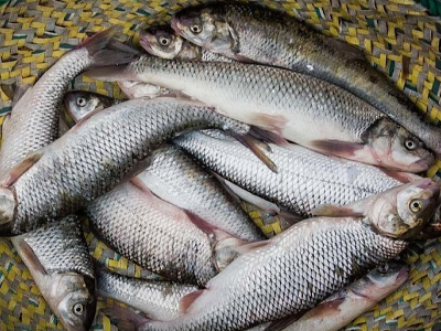 امسال ۱۲۰ هزار تن قزل آلا در کشور تولید شد