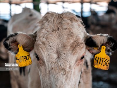 افزایش ۳۲ درصدی جمعیت دام سنگین کشور نسبت به سال ۱۳۹۹