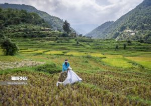 مجلس با تحقیق و تفحص از سازمان حفظ نباتات موافقت کرد