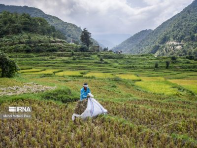 مجلس با تحقیق و تفحص از سازمان حفظ نباتات موافقت کرد