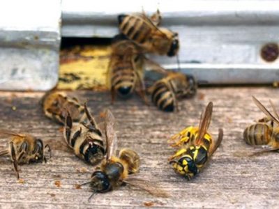 سمپاشی مزارع و باغات به زنبورداران اطلاعرسانی شود