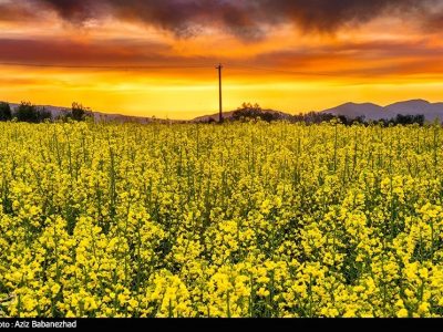 خرید دانه‌های روغنی منوط به ارائه ضمانت نامه محضری شد