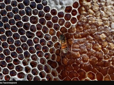 شکر تحویلی به زنبورداران ۱۳ هزار تومان گران شد