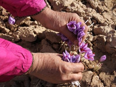 فائو و ایران پروژه جدیدی برای افزایش اصالت زعفران امضا کردند