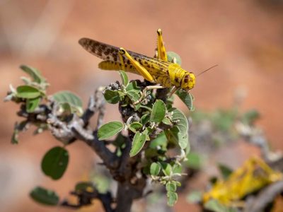 احتمال ۵۰ درصدی هجوم ملخ صحرایی در نیمه دوم امسال