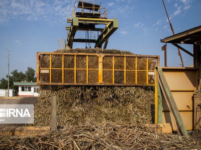 مدیریت پسماندهای کشاورزی برای مصرف خوراک دام/ ۲.۵ تن پسماند سرشاخههای نیشکر