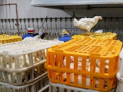 نهادهای دامی برای نیاز ۶ ماه آینده موجود است