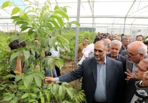 تولید محصولات کشاورزی گلخانهای به بیش از ۴ میلیون تن رسید