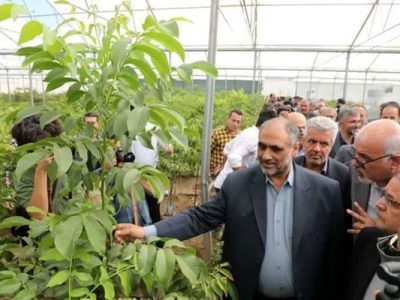 تولید محصولات کشاورزی گلخانهای به بیش از ۴ میلیون تن رسید