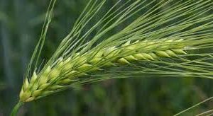 قیمت تضمینی جو تولید داخل تصویب شد