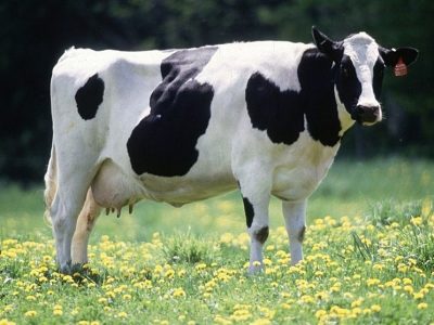 باید از توسعه نژادهای اصیل مانند هلشتاین جلوگیری شود