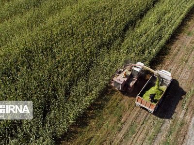 تولید بیش از ۲.۴ میلیون تن علوفه در مراتع کشور