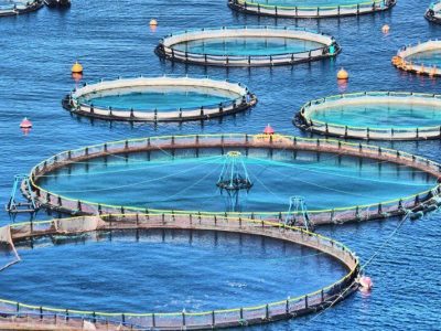 صنعت شیلات، اولویت نخست سرمایه‌گذاری در بخش کشاورزی کشور است