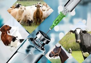 دریافت مجوز تولید انبوه واکسن زنده دوگانه نیوکاسل + برونشیت (Clone12IR+H-120)موسسه رازی